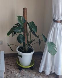 monstera deliciosa