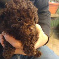 Cucciolata di barboncini nani