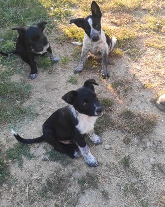 Cuccioli in adozione