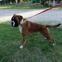 Boxer maschio da riproduzione