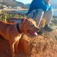 Pitbull monta
