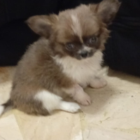 Cucciola di chihuahua toy 3 mesi pelo lungo