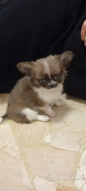 Cucciola di chihuahua toy 3 mesi pelo lungo