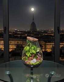 terrarium by Sterrarium 🦋 