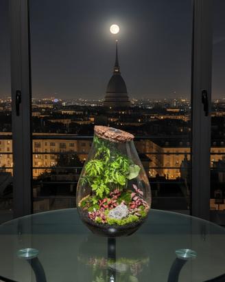 terrarium by Sterrarium 🦋 