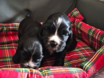 Cocker spaniel inglesi con pedigree