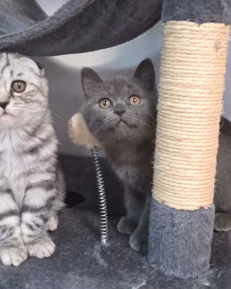 Gattini Scottish fold e straight