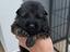 Immagine 6