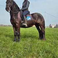 Cavallo frisone castrone