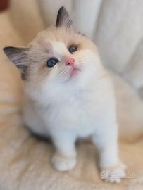 Cucciolo Ragdoll con Pedigree