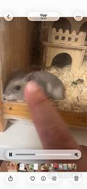 Cuccioli di criceto russo