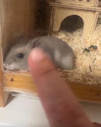 Cuccioli di criceto russo