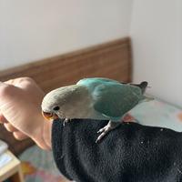 Pappagalli Allevati a Mano