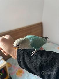 Pappagalli Allevati a Mano