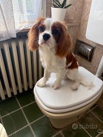 Cavalier king da monta
