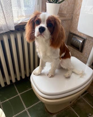 Cavalier king da monta
