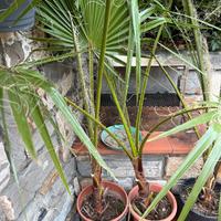 Palme in vaso