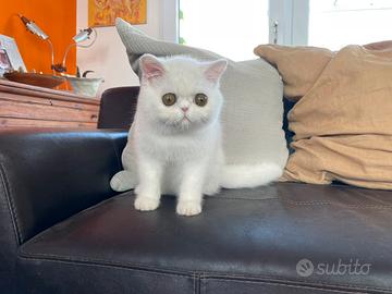 Exotic Shorthair