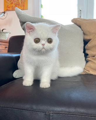 Exotic Shorthair