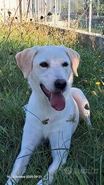 Cane in adozione gratuita