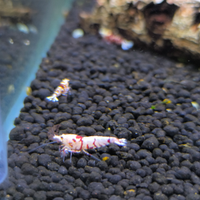 Fancy Tiger da grado basso ad alto