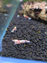 Fancy Tiger da grado basso ad alto