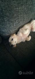 Cagnolino