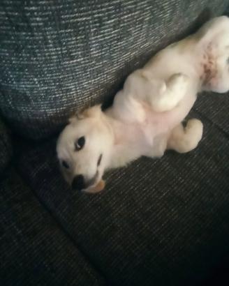 Cagnolino