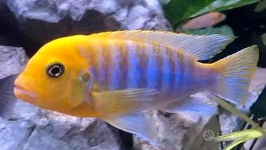 Ciclidi Malawi Pesci Hajomaylandi Chizumulu