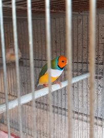 Uccelli esotici: diamanti e kitliz