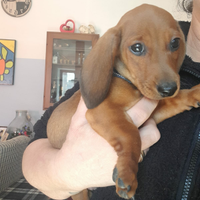 Cuccioli bassotto nano fulvi