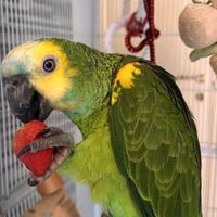 Pappagallo Amazzone Fronte Blú