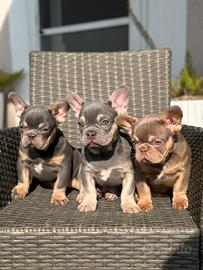 Cuccioli di bulldog francese