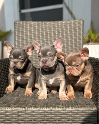 Cuccioli di bulldog francese