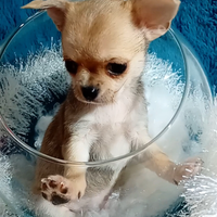 Will chihuahua maschietto pedigree enci