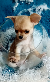 Will chihuahua maschietto pedigree enci