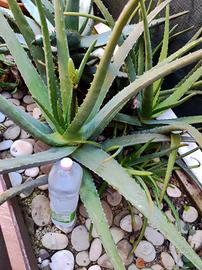 piante da giardino aloe e agave