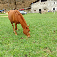 Vendita Cavallo
