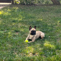 Maschio bulldog francese da riproduzione