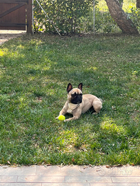 Maschio bulldog francese da riproduzione