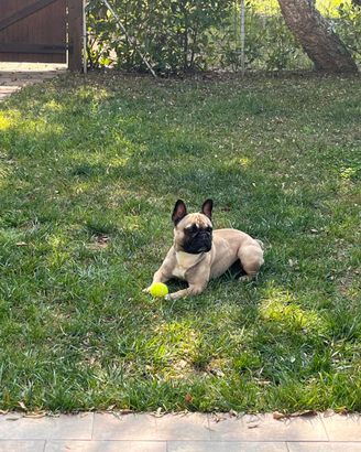 Maschio bulldog francese con pedigree