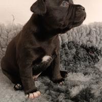 Bellissimi maschietti Staffordshire Bull terrier