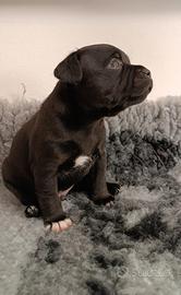 Bellissimi maschietti Staffordshire Bull terrier