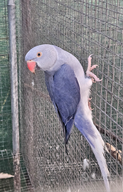 Parrocchetto dal collare