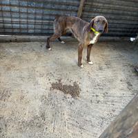 Cane ds caccia su cinghiale