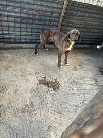 Cane ds caccia su cinghiale