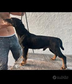Jagd Terrier maschio di 5 anni