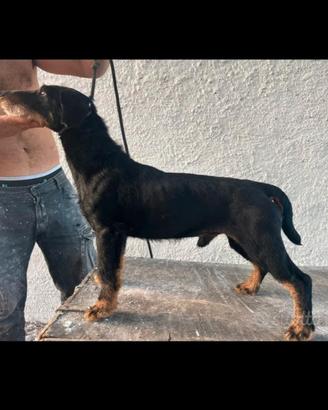 Jagd Terrier maschio di 5 anni