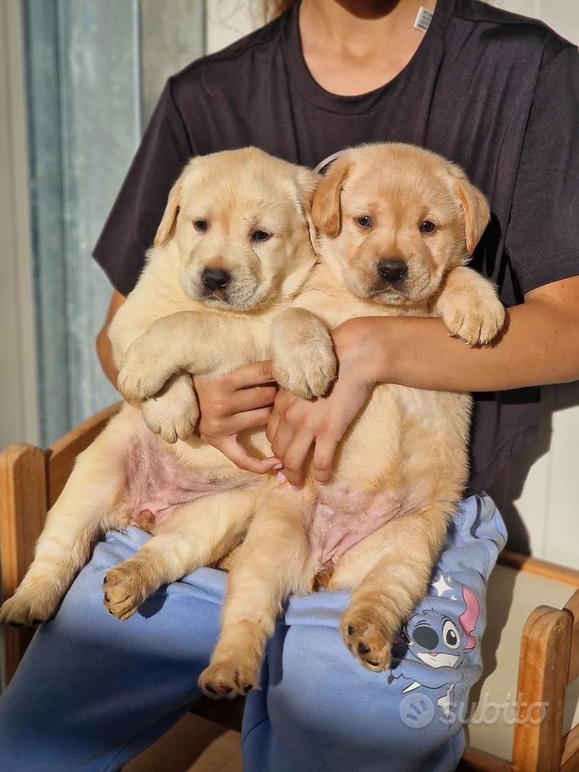 Subito - Allevamento Marina Lab-Labrador e Golden Retriever - Cuccioli ...