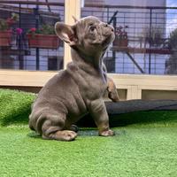 Bulldog francese esotici